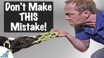 The BIGGEST Mistake People Make When Teaching A Puppy To Drop Things
