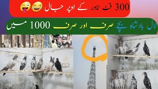 لاہور کا سب سے بڑاچیری مار جو 300 فٹ اونچے ٹاور پہ جال رکھ کر چری ماری کر  رہا ہے 03088076703#lahore