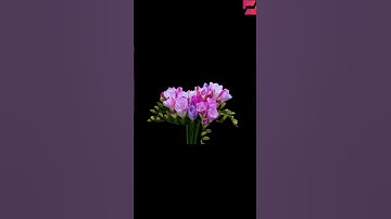 Thumbnail of TIME-LAPSE OF FREESIA FLOWER BY OUR OBSERVATIONS #1million VIEWS