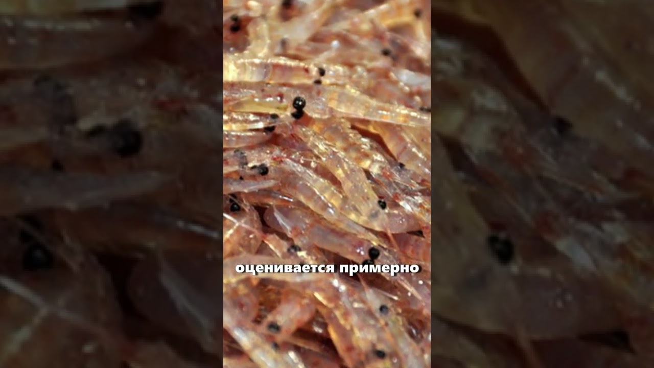 Самые Многочисленные Животные на Земле