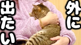 1年ぶりに元野良猫の外に出たいが再発…葛藤する日々に密着してみた結果…