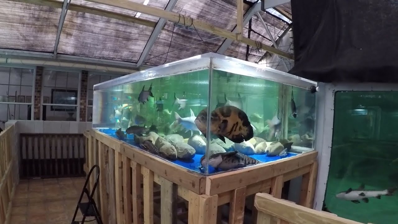Nasty welcome in 1800gal by predatory & opportunist mahseer, tinfoil barbs & bala sharks leave again