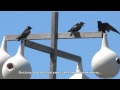 Purple Martins (Progne subis) nesting.