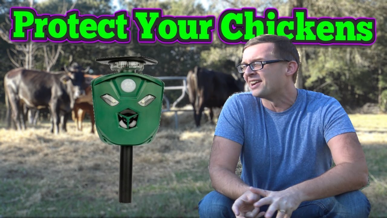 Predator Proof Your Chicken Coop With X Pest Homesteading YouTube