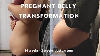 Pregnant Belly Transformation - Week By Week Progression