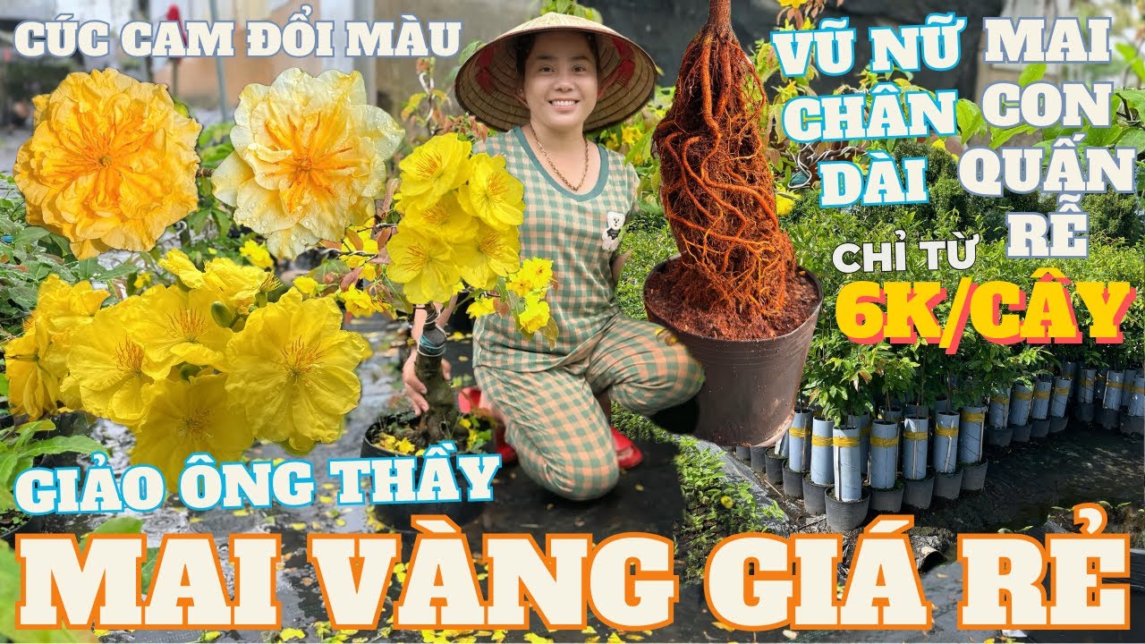 04-03 CHỊ NGỌC HÂN Giao Lưu Mai Vàng Giá Rẻ, Giảo Ông Thầy, Vũ Nữ Chân Dài Quá Đẹp • THÀNH TRỌNG LÊ