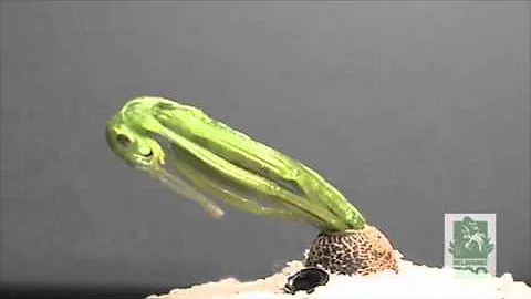 Leo DiCaprio In Revenant As Stick Insect (Remix)