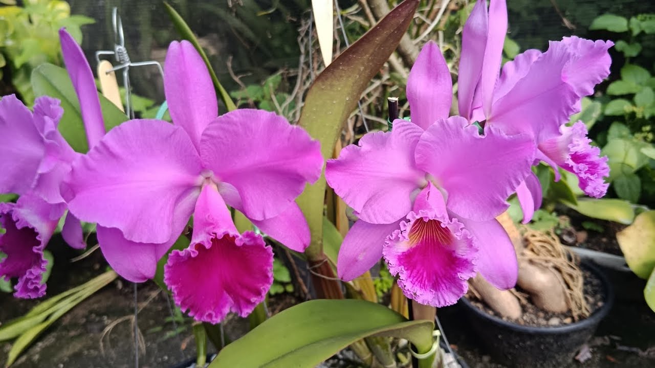 Floração da Cattleya Labiata #cattleya #labiata#flores - YouTube