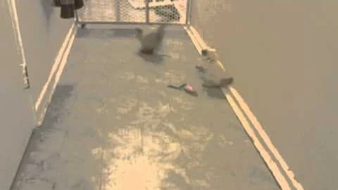 Watch the video about 5 week old himalayan kittens at play