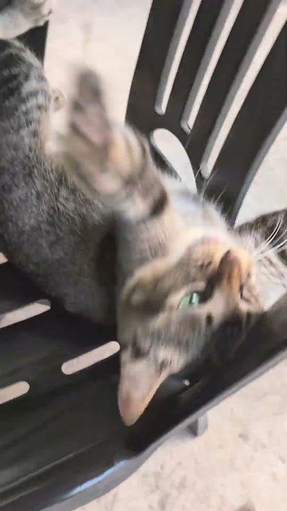 Kacau Sikit je pun ! #cat #cute #funny #animals #catlovers 🤣 #cutecat
