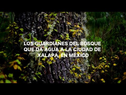 Los guardianes del bosque que da agua a la ciudad de Xalapa, en México