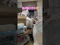 もっと高みを目指してるマルチーズのここ君💕 でも、足が短すぎて、なかなか登れない😆#4ds動物整体 #マルチーズ犬