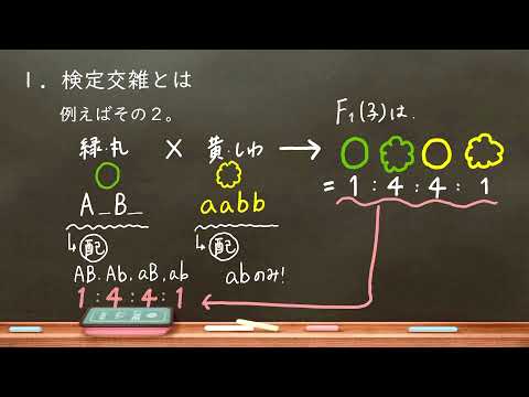 おうち生物 40. 検定交雑 (高校生物)