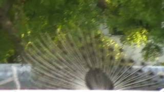 peacock dance.avi