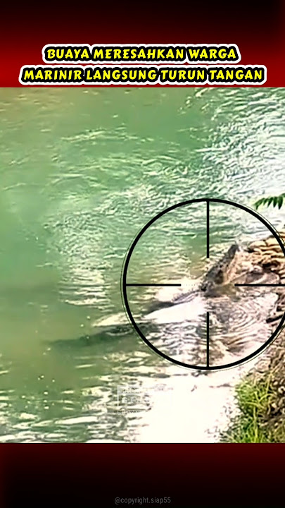 MARINIR TURUN TANGAN LUMPUHKAN BUAYA RAKSASA #tni #shorts #siap55 #marinir