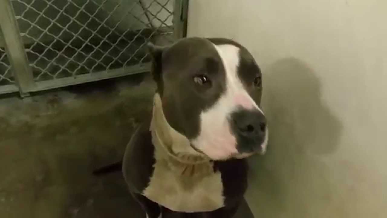 dog rescue videos hope for paws Pit bull : Ariel 6 Year Old Female Pit Bull
