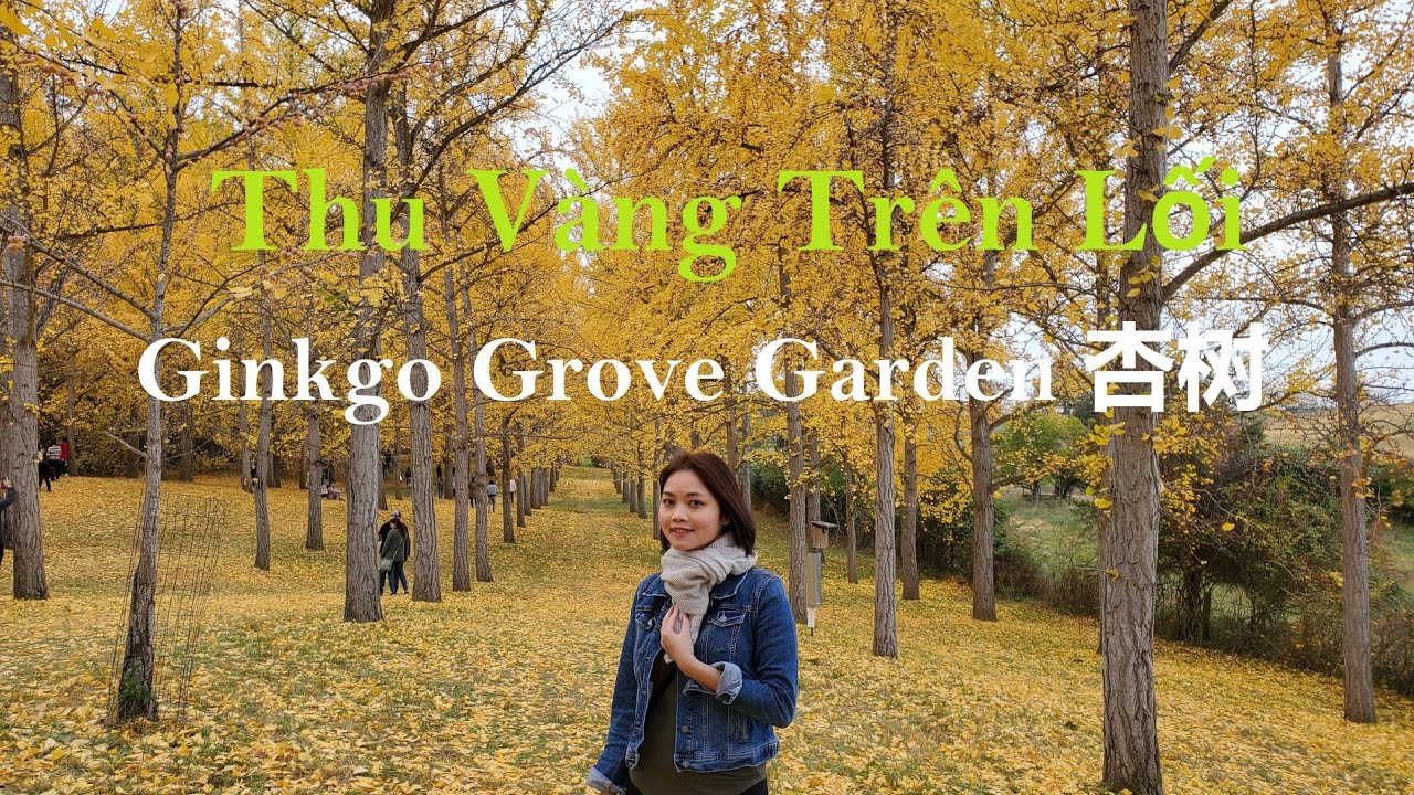 Thu Vàng Trên Lối ở Mỹ | Ginkgo Grove Garden 杏树 | STATE ARBORETUM OF ...