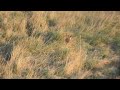 HIDING ROE DEER