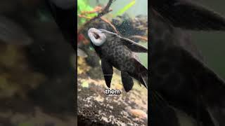 The Real Life Zombie Fish