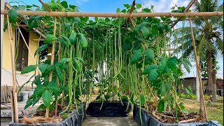 Growing Long Beans is SO Easy - Using Discarded Fruit Baskets