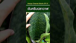 ต้นครีบปลาวาฬ ไม้ฟอกอากาศ@Aranya Channel