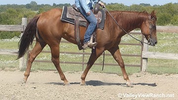 Miss GQH Image - slow jog, lope-offs, stop, spins! - ValleyViewRanch.net