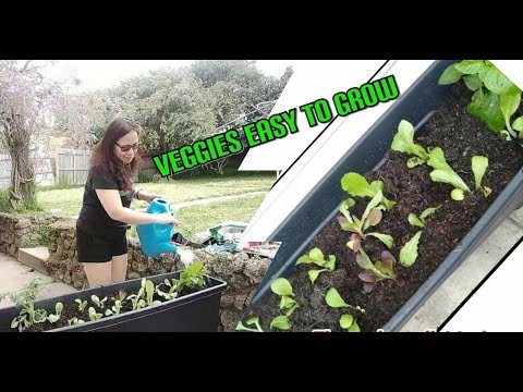 Easy to Grow Veggies in Australia - YouTube