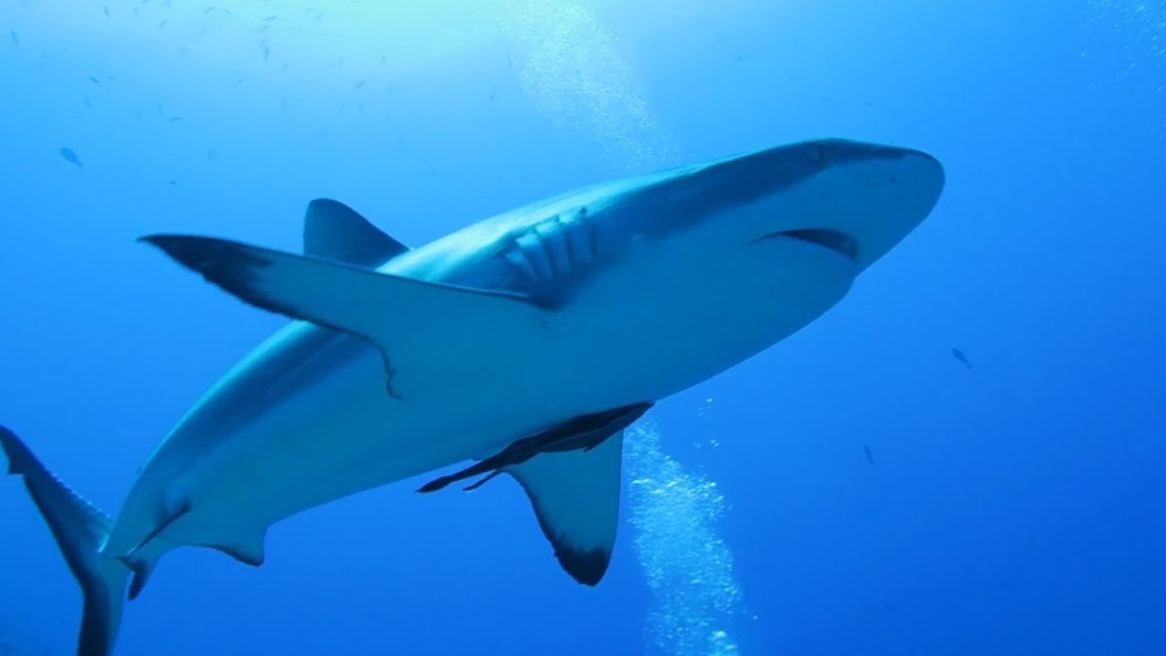 Baited Shark Dive in TRUK LAGOON | Getting Nowhere (feat John Legend) Magnetic Man