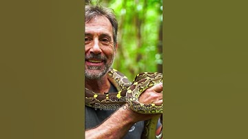Man Holding Snake Fearlessly in Jungle 🐍  True Bravery  #animalshorts #shorts #shortsfeed  #wildlife