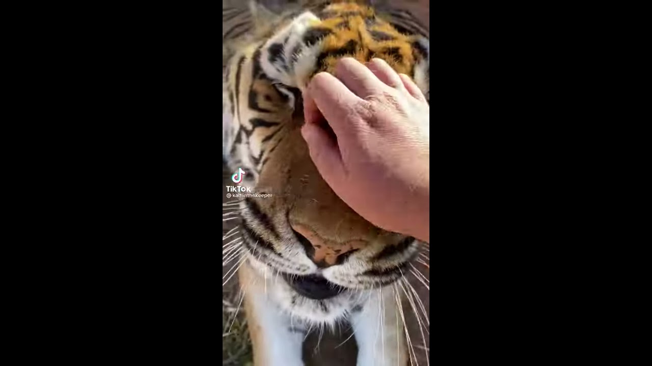 Petting A Tiger Shorts
