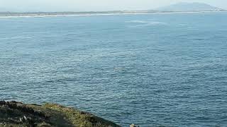 Baleia na praia do sol próximo a pedra do Frade Laguna sc.