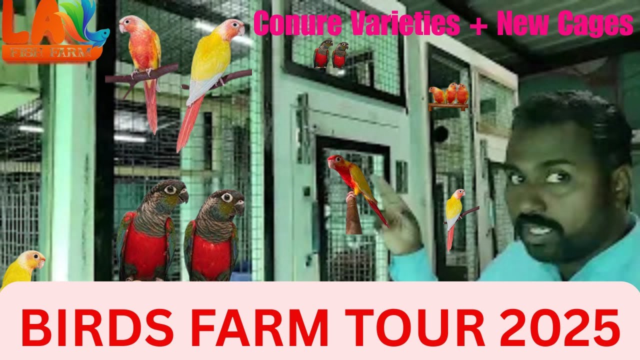 Birds Farm Tour/ New Cages + Conure Birds Setup/मेरे Conure Farm की असली झलक/मेरे Birds Farm का Tour