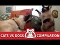 Cats VS Dogs Funny Compilation | THE CATZ