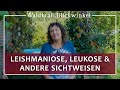 Leishmaniose, Leukose &amp; andere Sichtweisen |  Monika Rekelhof, Tierheilpraktikerin