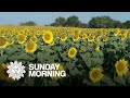 Sunflowers in bloom