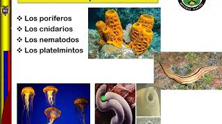 7°-2 Periodo-Sistema circulatorio en animales vertebrados e invertebrados-#11