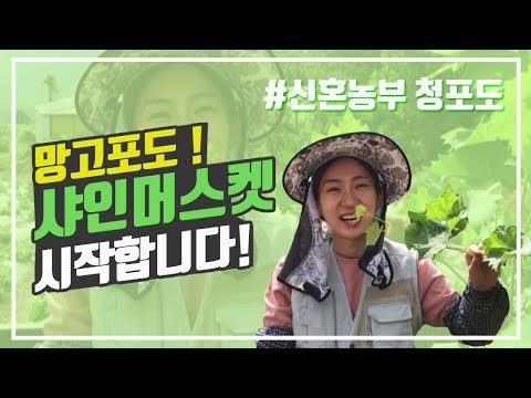 귀농일기 #10. 샤인머스켓 재배, 샤인머스켓 묘목심는법 , 신혼농부 청포도, 장흥포도농장