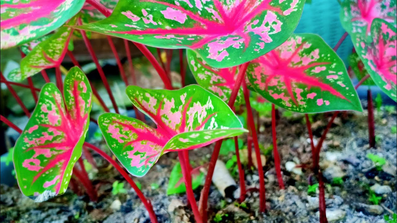 อย่าเพิ่งทิ้ง!บอนสีเหลือแต่กระถาง!ทำแบบนี้บอนสีแตกกอไวใบดกพุ่มโตสีสดสวยงามเกินคาด!!