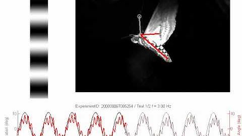 Visual stimulation leads to abdominal deflection