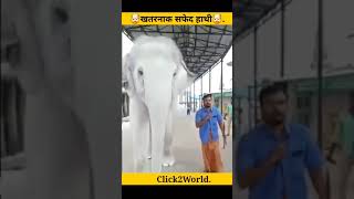 🤯खतरनाक सफेद हाथी🤯#short #shorts #shortvideo #youtubeshorts #white #elephant