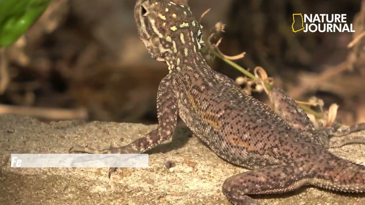 Female Agama Lizard | Ghana Nature Journal