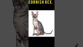 CORNISH REX CAT  STATUS  #youtubeshorts #viral #trending #dog #cats #catvideos