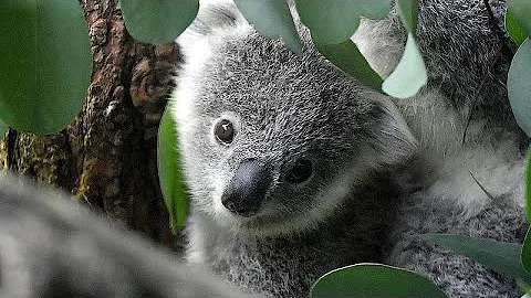Come si chiama l'animale della Tasmania?