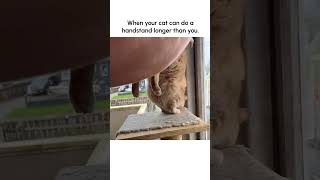 Funny Orange Cat Does Handstand!