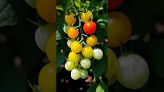 New Tomato Tree Planting Methods To Harvest Tomatos! #shorts #farming #satisfying
