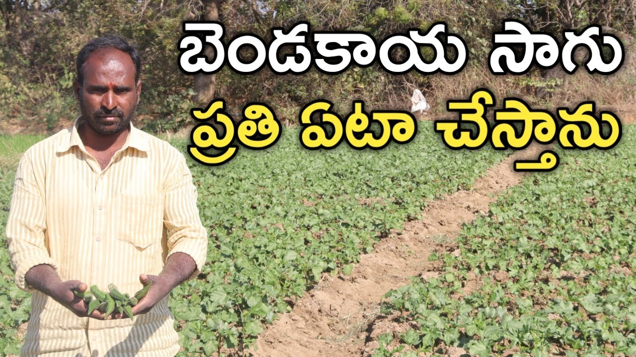 బెండకాయ పండిస్తున్న | Lady Finger Cultivation | రైతు బడి