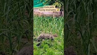 “Cute Pets ke Sabse Funny Moments 😂 | Non-Stop Pet Comedy”#Search pet#Short feed.