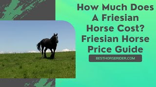 How Much Does A Friesian Horse Cost? — Friesian Horse Price Guide