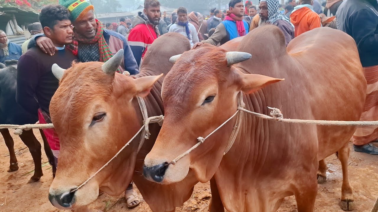 আজ ৩/১/২৬ | খামার উপযোগী শাহিওয়াল ষাঁড় কেমন দামে কিনছেন | কাহারোল হাট 