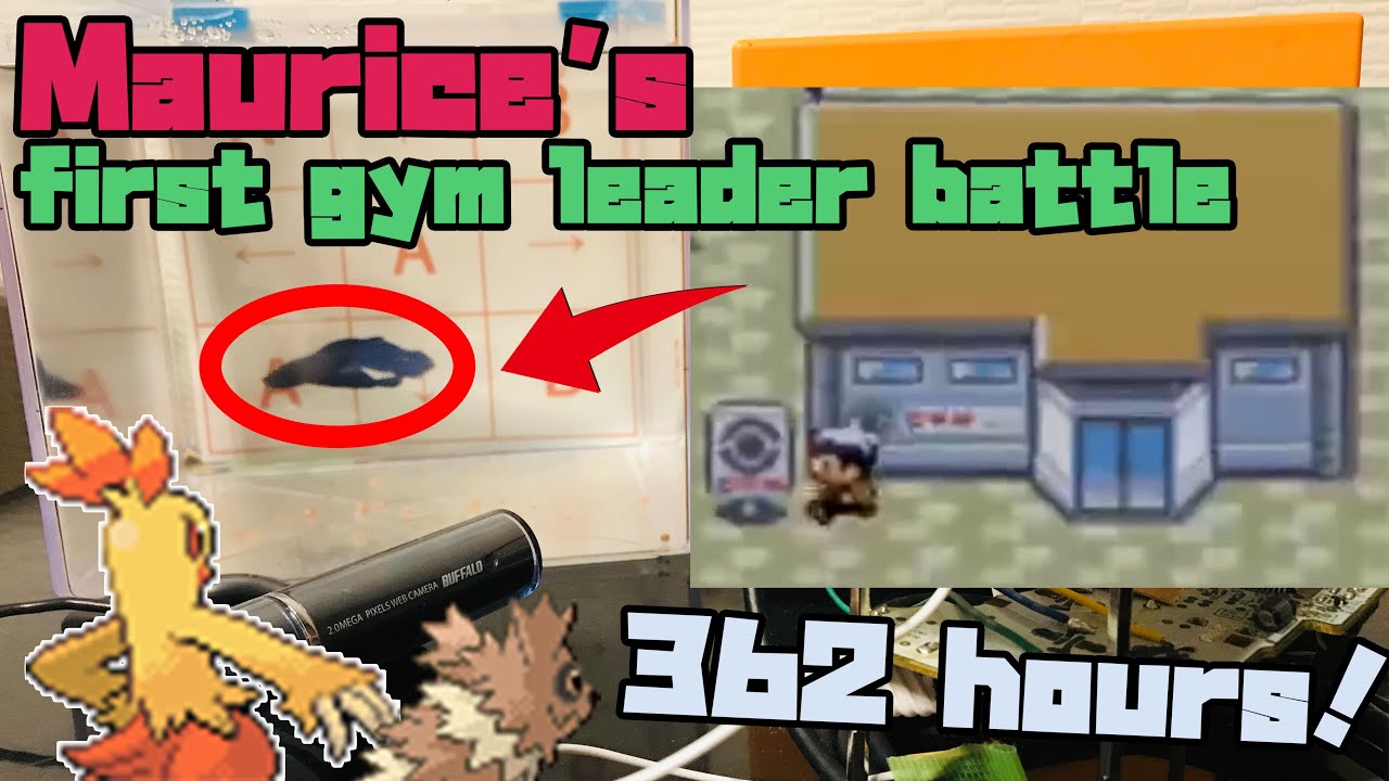 【Pokémon】The fish named Maurice, the first Jim leader battle!